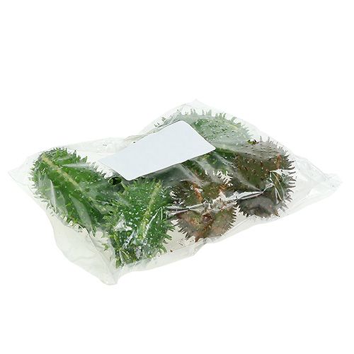 Floristik24 Figa kaktusowa 5cm zielono-brązowa 6szt