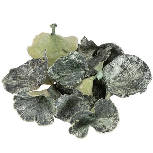 Produkt Kalix Mushroom Green, White Washed 100 szt.