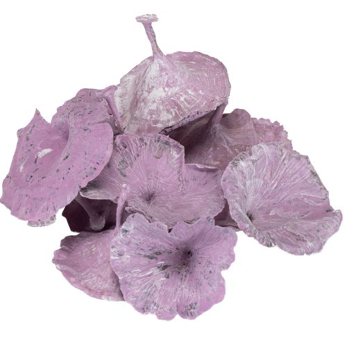 Produkt Kalix Mushroom Purple, White Washed 100 szt.