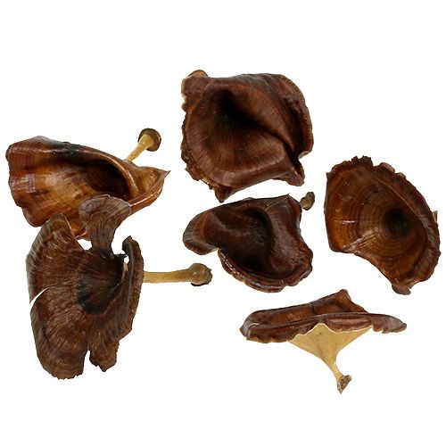 Floristik24 Kalix Grzyb Naturalny Lakierowany 100 szt