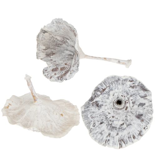 Floristik24 Kalix Mushroom White Washed 100 szt.