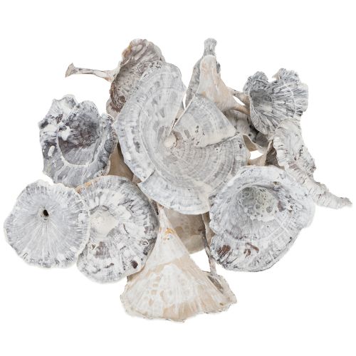 Produkt Kalix Mushroom White Washed 100 szt.