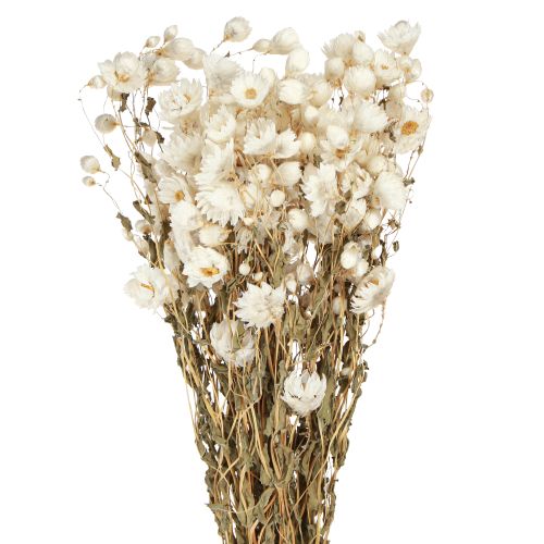 Produkt Suszone kwiaty rumianku Kwiaty dekoracyjne Biały bukiet 65cm 50g