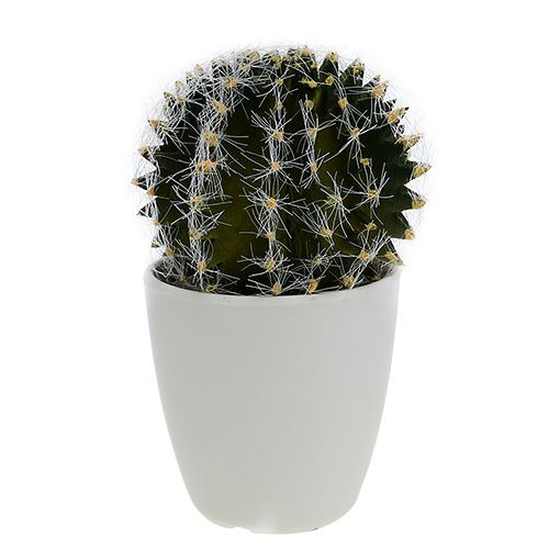 Floristik24 Kaktus w doniczce Zielony 14cm