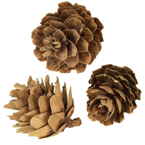 Produkt Szyszki naturalne, szyszki ozdobne, drobne, siateczka 2,5-3,5cm, 300g