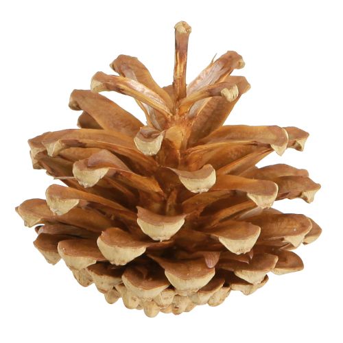 Produkt Szyszki Sosna zwyczajna Pinus sylvestris W3–5cm 1kg