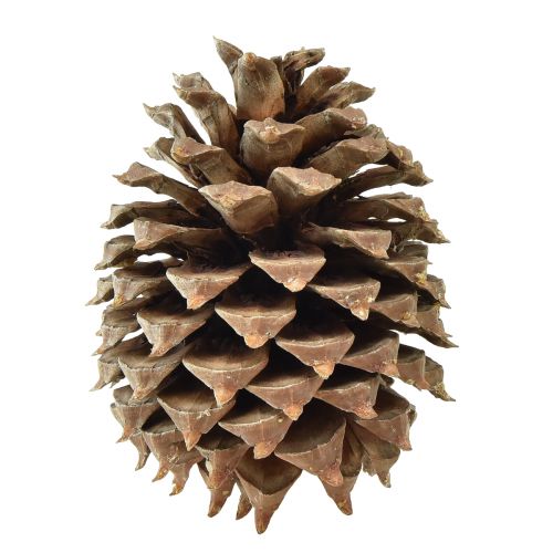 Szyszki sosnowe Redlica sosnowa naturalna Ø13cm W18cm 1 szt