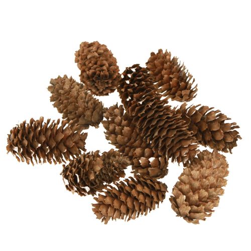 Floristik24 Szyszki choinkowe małe ozdobne naturalne szyszki adwentowe 3-4cm 100g