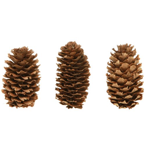 Floristik24 Szyszki choinkowe małe ozdobne naturalne szyszki adwentowe 3-4cm 100g