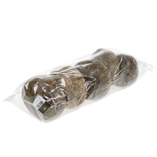 Floristik24 Łupiny kokosa polerowane naturalne 5 szt