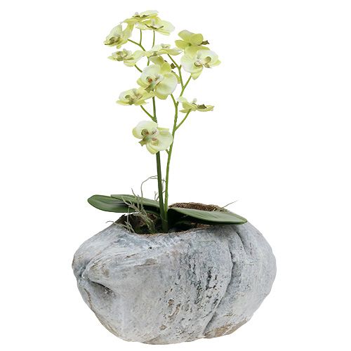 Floristik24 Kokos do sadzenia Biały 16cm x 22cm H14cm