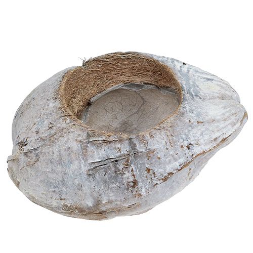 Floristik24 Kokos do sadzenia Biały 16cm x 22cm H14cm