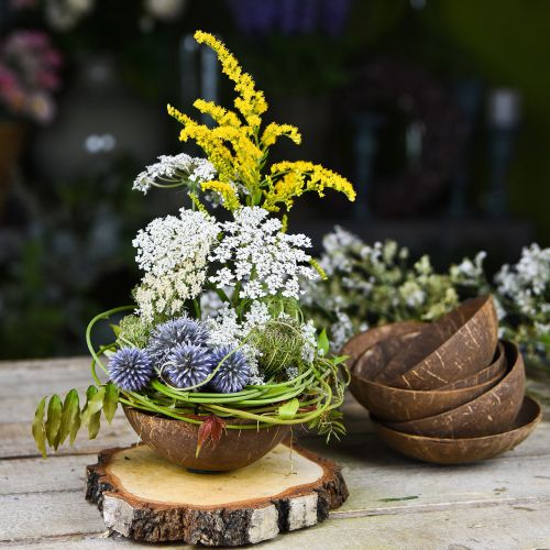 Floristik24 Miska ozdobna kokosowa naturalny połysk 6 szt