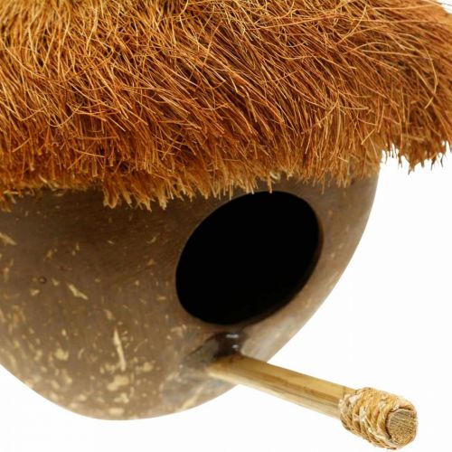 Floristik24 Kokos jako budka lęgowa, domek dla ptaków do powieszenia, dekoracja kokosowa Ø16cm L46cm