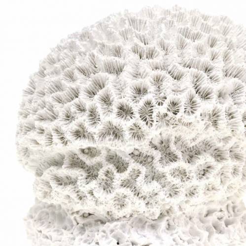 Produkt Morski tynk koralowy biały Ø10cm 2szt