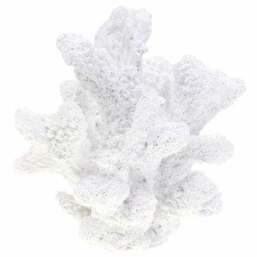 Floristik24 Tynk koralowy biały W11cm 2szt