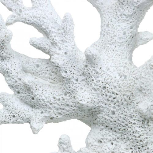 Floristik24 Dekoracja morska koralowa biała letnia dekoracja 14,5×14,5cm