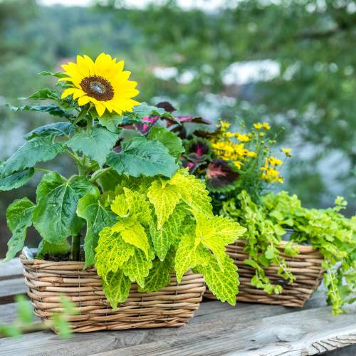 Floristik24 Pudełko na kosz z wierzby obranej w kolorze naturalnym komplet 2 szt