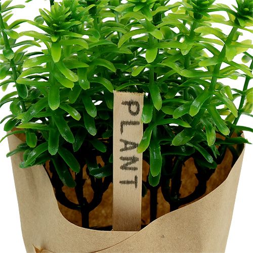 Floristik24 Zioła w doniczce 16cm Zielone