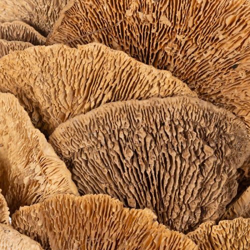 Wianek z grzybów drzewnych, kolor naturalny, do dekoracji drzwi lub ściany, 37 cm | Floristik24.pl