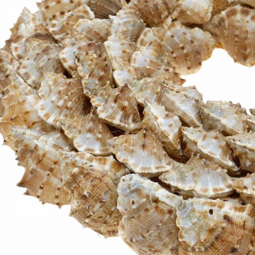 Floristik24 Deco wieniec ślimaki Morska dekoracja na drzwi wieniec ślimaki morskie Ø25cm