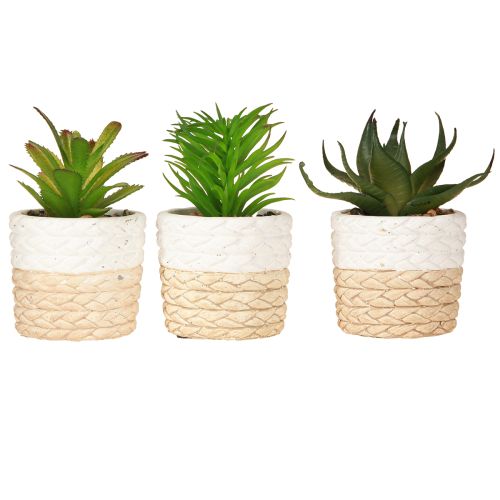 Produkt Sztuczne sukulenty w doniczce ceramicznej 12,5 cm 3 szt.