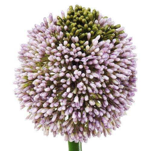 Floristik24 Sztuczne kwiaty Allium fioletowe Ø10cm L65cm