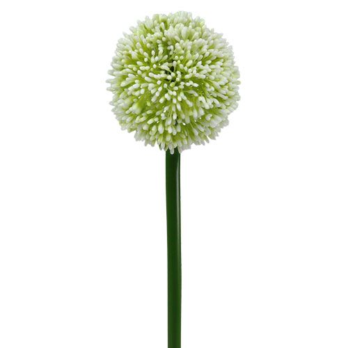 Floristik24 Sztuczny Allium Biały Ø10cm L65cm