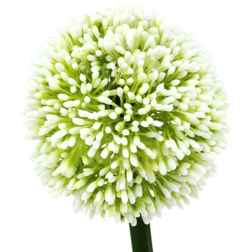 Produkt Sztuczny Allium Biały Ø10cm L65cm