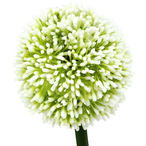 Floristik24 Sztuczny Allium Biały Ø10cm L65cm