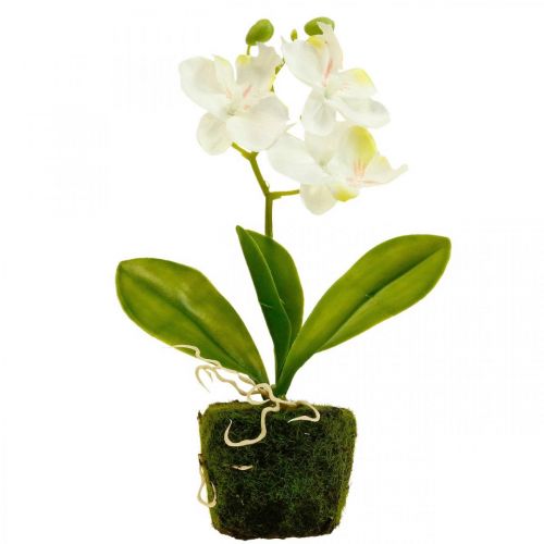 Floristik24 Sztuczne storczyki Sztuczny kwiat orchidei biały 20cm