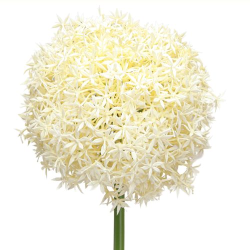 Produkt Sztuczna cebula ozdobna kremowa biała cebula ozdobna Ø18cm dł. 90cm