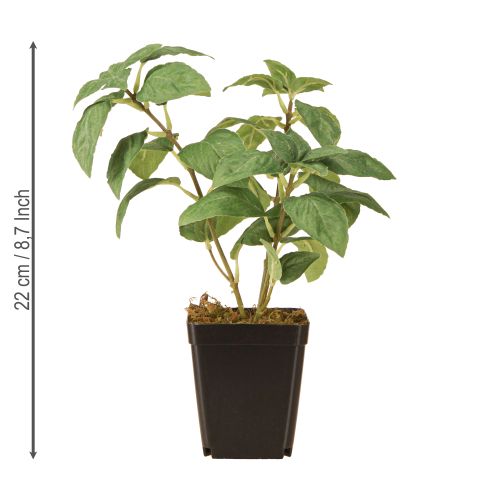 Produkt Sztuczna bazylia w doniczce zioła w kolorze zielonym wys. 22 cm