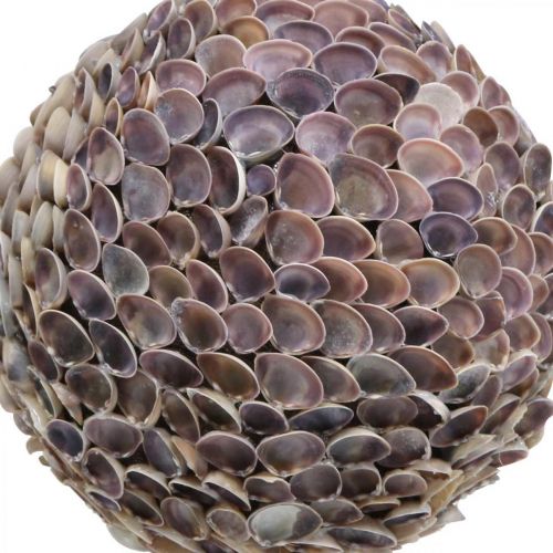 Produkt Ozdobne muszle kulkowe muszle kulkowe duża dekoracja morska Ø25cm