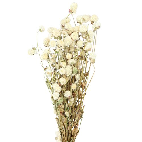 Floristik24 Globe Amaranth Gomphrena Globosa Naturalny krem L45cm 100g