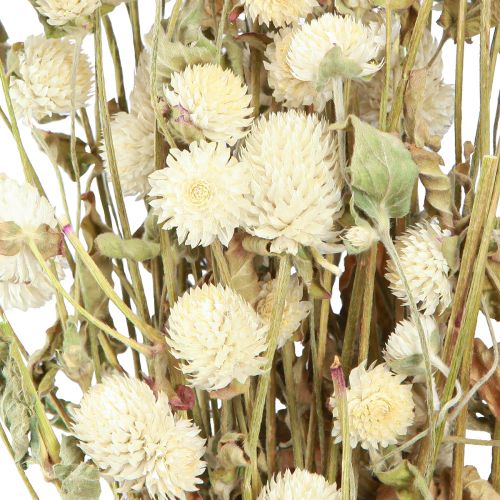 Floristik24 Globe Amaranth Gomphrena Globosa Naturalny krem L45cm 100g