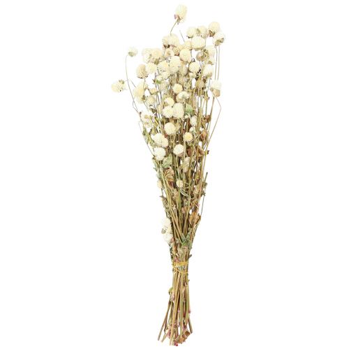Floristik24 Globe Amaranth Gomphrena Globosa Naturalny krem L45cm 100g