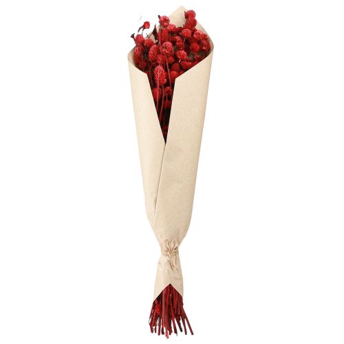 Produkt Globus amarantowy Gomphrena Globosa w kolorze ciemnoczerwonym L45cm 100g