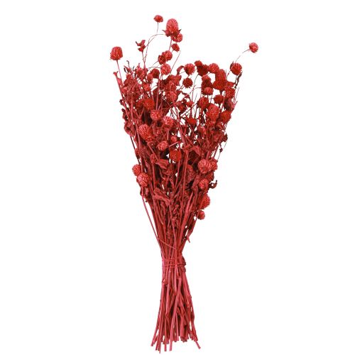 Produkt Globus amarantowy Gomphrena Globosa jasnoczerwony L45cm 100g