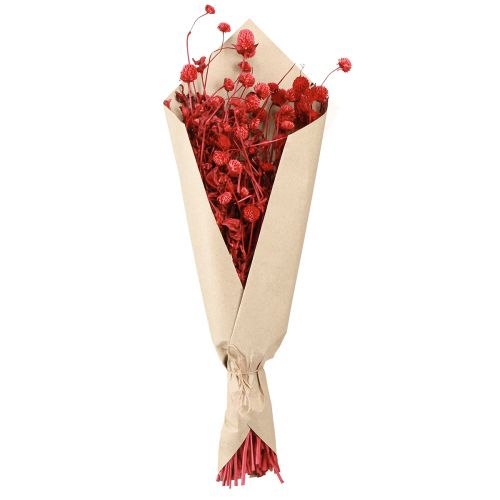 Produkt Globus amarantowy Gomphrena Globosa jasnoczerwony L45cm 100g