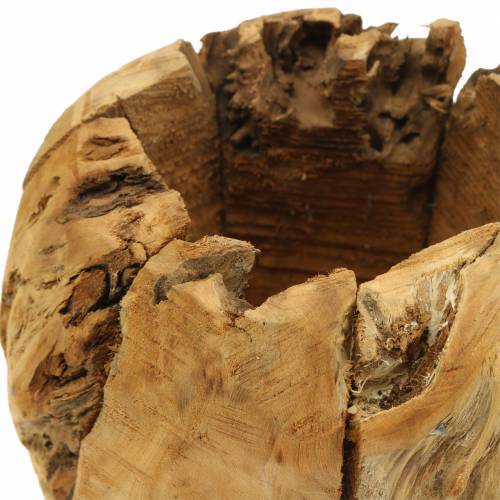 Floristik24 Misa Donica Korzeń Drewno Kamfora Ø20cm H17cm