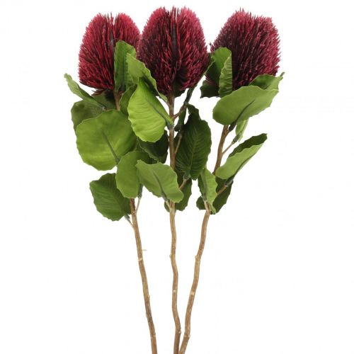 Floristik24 Kwiaty sztuczne, Banksia, Proteaceae wino czerwone L58cm W6cm 3szt