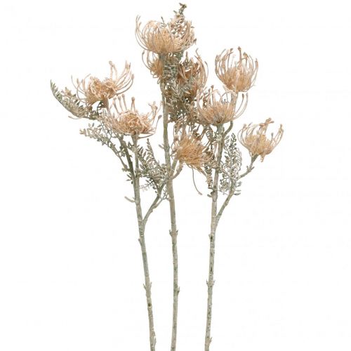 Produkt Sztuczne Kwiaty, Poduszkowe Kwiaty, Leucospermum, Proteaceae Myte Białe L58cm 3szt