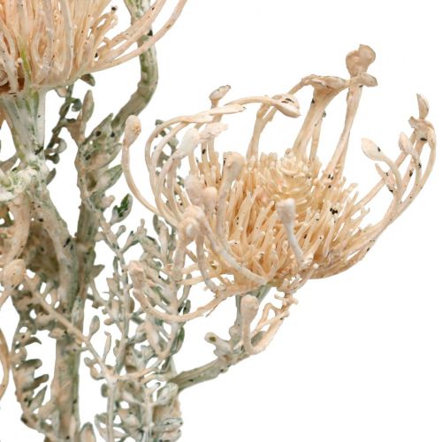 Produkt Sztuczne Kwiaty, Poduszkowe Kwiaty, Leucospermum, Proteaceae Myte Białe L58cm 3szt