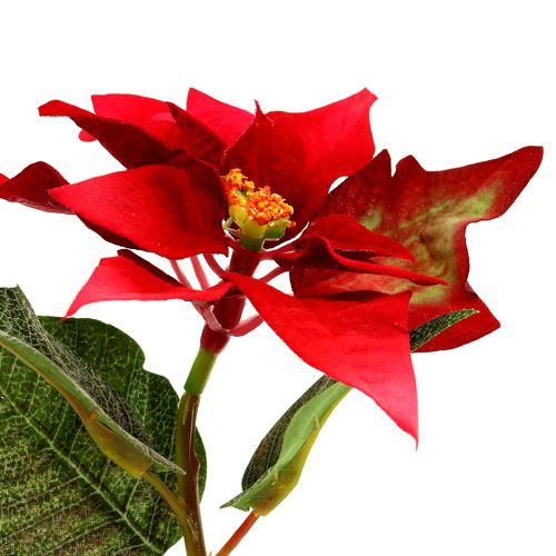 Floristik24 Sztuczne kwiaty poinsecja czerwona L73cm