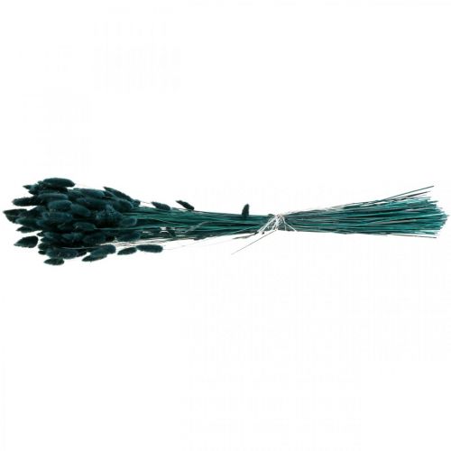 Floristik24 Lagurus Suszona Trawa Króliczego Ogona Ciemnozielona 65-70cm 100g
