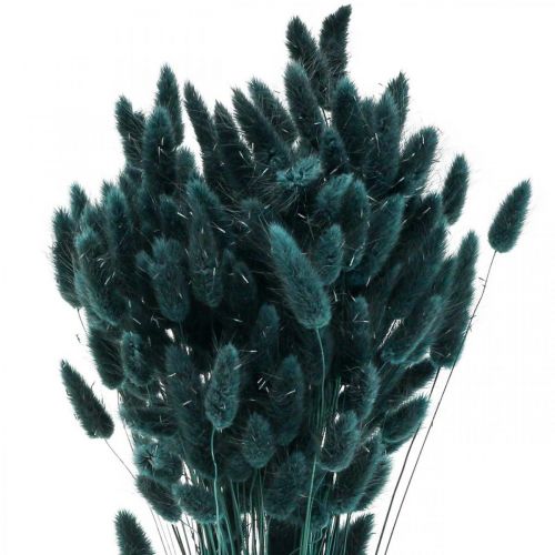 Floristik24 Lagurus Suszona Trawa Króliczego Ogona Ciemnozielona 65-70cm 100g