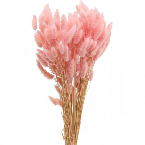 Floristik24 Lagurus suszona trawa z ogona królika jasnoróżowa 65-70cm 100g