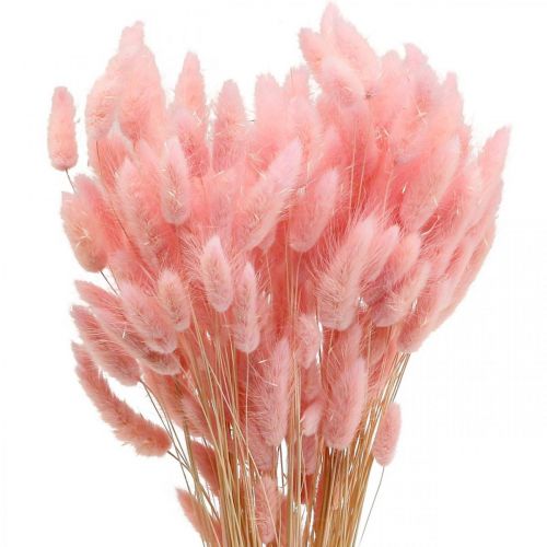 Floristik24 Lagurus suszona trawa z ogona królika jasnoróżowa 65-70cm 100g