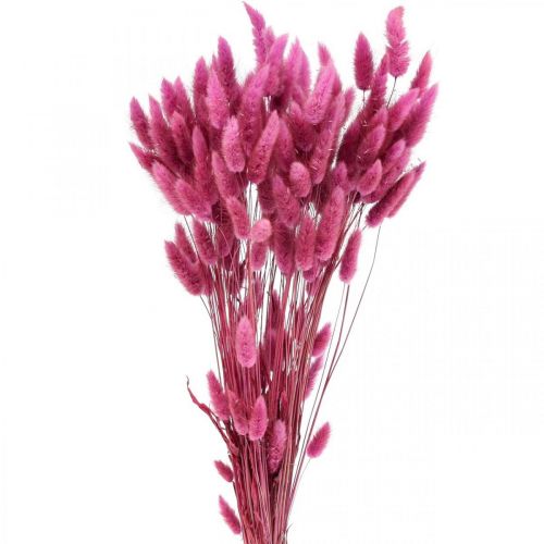 Floristik24 Lagurus Suszony Ogon Królika Trawa Fioletowa 65-70cm 100g